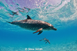 Mother and baby by Stew Smith 